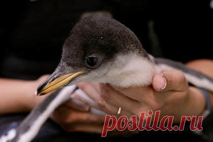 Исследователи пингвинов стали угрозой для исчезающих птиц. Защитники природы выступили против правительственного плана перестроить центр изучения морских птиц на острове пингвинов в западной части Австралии. Эксперты утверждают, что присутствие людей в естественной среде обитания птиц станет угрозой для исчезающего вида малых пингвинов.