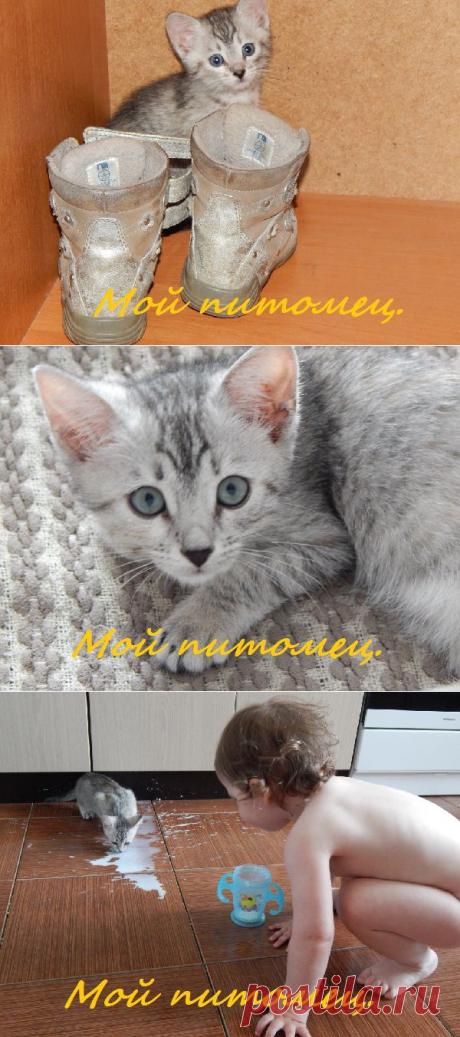 Ребенок и котенок: как выбрать питомца?