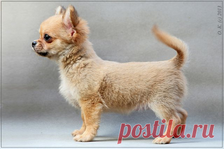 Чихуахуа д/ш