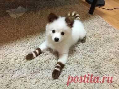 гаишник