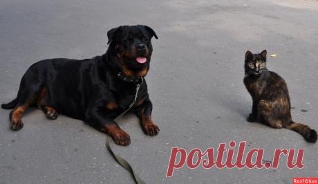 Фото: Живут как кошка с собакой!. Николай Попов. Фото животных - Фото и фотограф на Расфокусе.