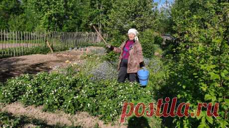 Подсмотрел у сельских жителей идею для полива: Нагибаться не надо, и воду экономит простая самоделка | Зоркий | Яндекс Дзен