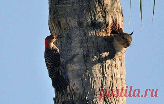 У каждого есть свой сосед с перфоратором.