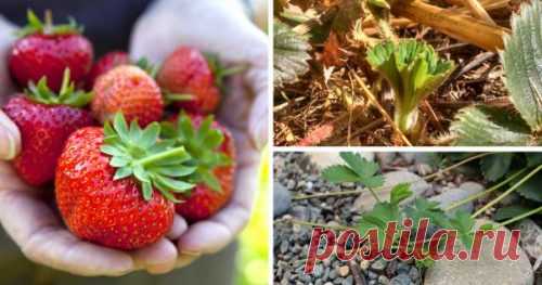 Вот почему я не выбрасываю хвостики от клубники! Узнал случайно и очень доволен…