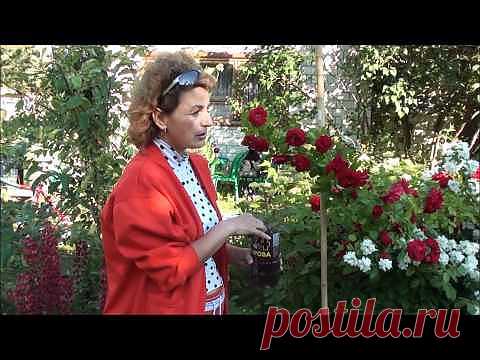 ДЕЛА НАШИ САДОВЫЕ