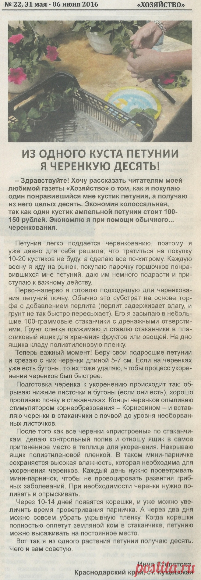 Из одного куста петунии черенкую десять