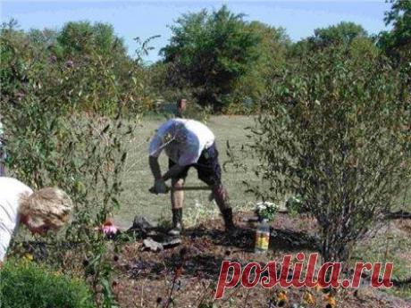 Садовые работы в июне: уход за деревьями, цветами, огородом, прополка, прореживание, прищипывание, сбор урожая, посадка, защита от болезней и вредителей