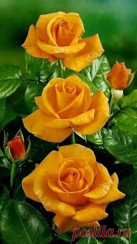 i (530×941)