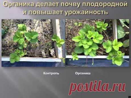 Органика, органические траншеи, стационарные лунки .