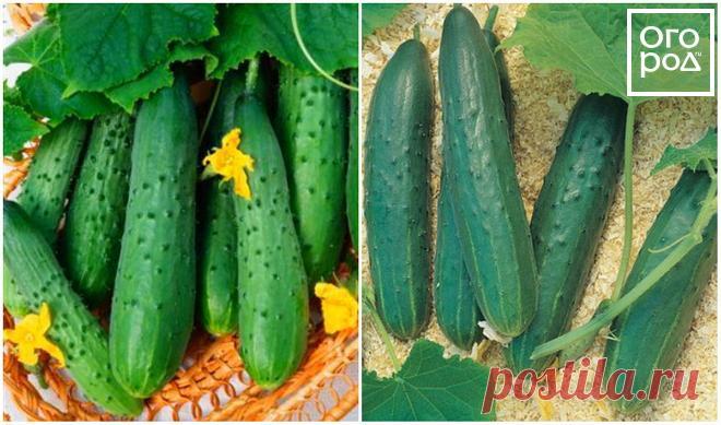 Что такое партенокарпические огурцы? | На грядке (Огород.ru)