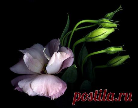 Точкой молчания (Ирина Александрова Ивушка) / Проза.ру