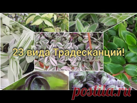 БОЛЬШОЙ обзор традесканций.