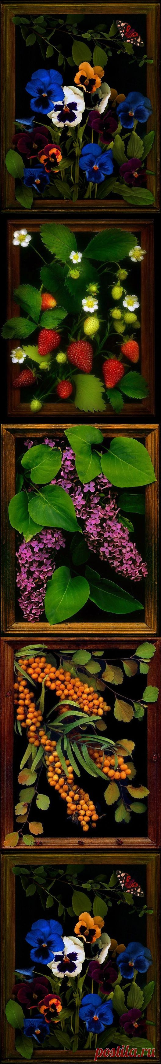Необыкновенные Сканограммы..