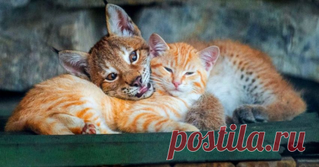 В Новосибирском зоопарке кошка стала приемной матерью для рысенка, который намного больше нее самой