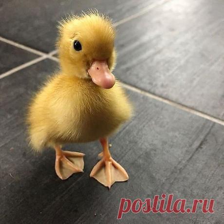 🐥 baby 🐥