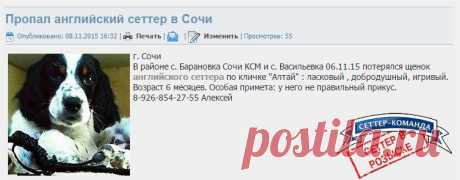 Пропал английский сеттер в Сочи