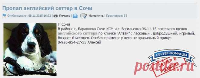 Пропал английский сеттер в Сочи