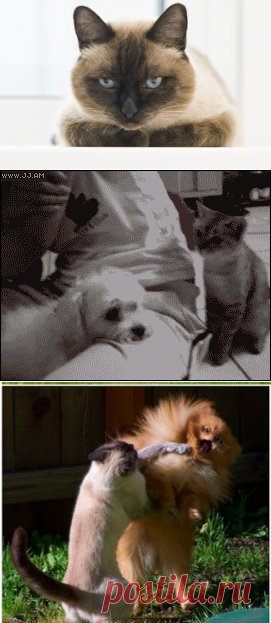 Вкусный Огород: Боятся ли коты собак