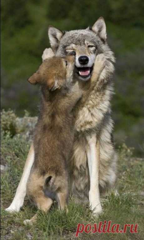 I love gemista, samirafee: #WOLVES LOVE❤ pinterest.com