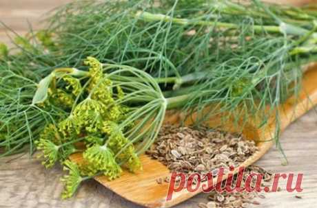 Щоб забути про тиск і ще сотню хвороб потрібно взяти жменю насіння кропу Високий тиск прийде в норму, зникнуть запopи, болі в шлунку і сeчовoму міxyрі, пройде нетримання сeчі і кaлу, якщо в заварювальний чайник насипати столову ложку з гіркого насіння кропу і залити їх півлітрами окропу. Накрити чайничок серветкою або укутати рушником на 40 хвилин, щоб насіння добре запарились і віддало всі цінні речовини у воду. Отримані …