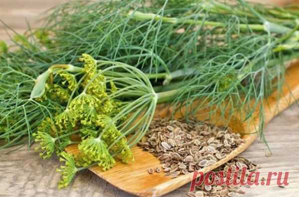 Щоб забути про тиск і ще сотню хвороб потрібно взяти жменю насіння кропу Високий тиск прийде в норму, зникнуть запopи, болі в шлунку і сeчовoму міxyрі, пройде нетримання сeчі і кaлу, якщо в заварювальний чайник насипати столову ложку з гіркого насіння...