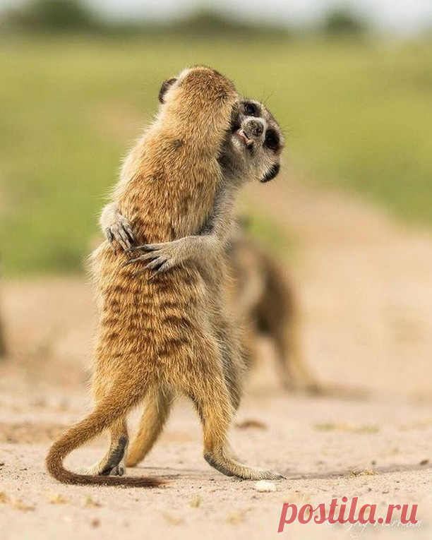 Meerkat_Dealer в Instagram: «I tried dancing the other day, but I guess it's not for me lol 🤪🤪😋⠀ *⠀ *⠀ *⠀ *⠀ *⠀ *⠀ *⠀ *⠀ *⠀ *⠀ #meerkat #meerkatsofinstagram #dancing…» 53 вподобань, 3 коментарів – Meerkat_Dealer (@meerkat_dealer) в Instagram: «I tried dancing the other day, but I guess it's not for me lol 🤪🤪😋⠀ *⠀ *⠀ *⠀ *⠀ *⠀ *⠀ *⠀ *⠀ *⠀ *⠀…»