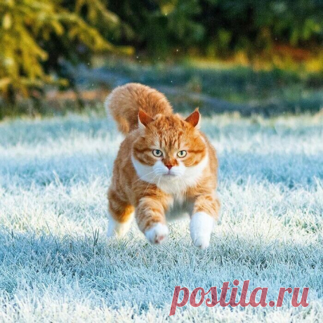 Великолепный рыжий котяра из России очаровывает соцсети