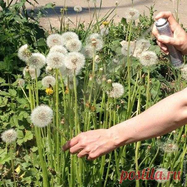 Делаем воздушный букет из живых одуванчиков, который простоит до следующего лета / Рукоделие