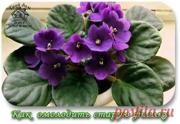 КАК ОМОЛОДИТЬ СТАРУЮ ФИАЛКУ