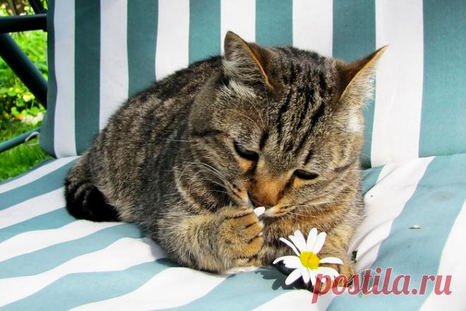 Любит... Не любит...