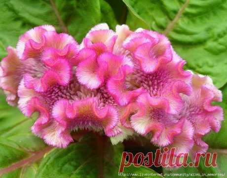 целозия фото цветов: 3 тыс изображений найдено в Яндекс.Картинках