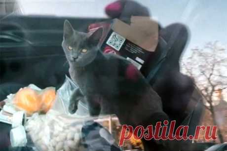 Отдайте котика! Зоозащитницу Кошанскую оштрафовали за неповиновение полиции. Зоозащитница Наталья Кошанская и столичные полицейские не сошлись во мнении, кому должен достаться спасенный котенок. В итоге общественнице был выписан штраф за неповиновение. Aif.ru узнали подробности этого инцидента.