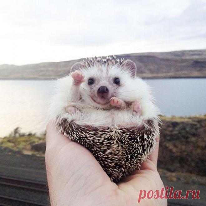 20 милейших ёжиков, которые бесконечно очаровательны, несмотря на свои колючки Оказывается, есть всемирный день ёжиков, что само по себе невероятно мило! 
Эти очаровательные колючие существа заслужили, чтобы один день в году все любовались их фотографиями, умилялись их забавным ...