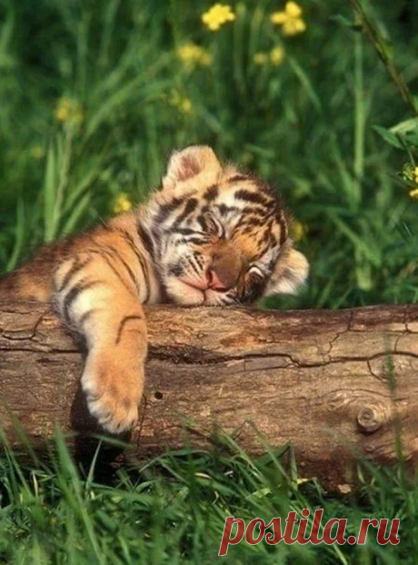 Animals - Google+