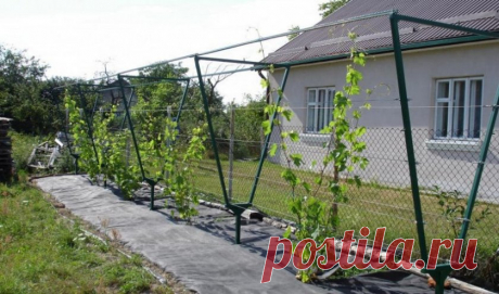 Шпалеры для винограда своими руками, фото