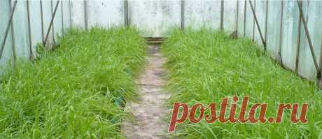 Как я восстанавливаю почву после уборки помидоров. Простой секрет щедрых урожаев | ДАЧА С УМОМ  | Яндекс Дзен