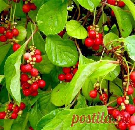 Лимонник китайский. Народные рецепты.