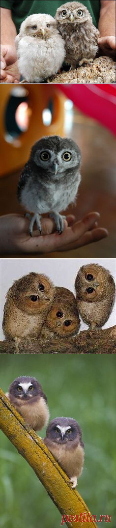 Owl, Совята on Pinterest
