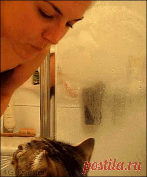 30 котиков, в существование которых сложно поверить