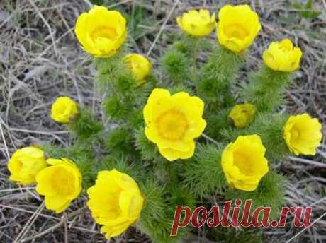 Приметы и традиции на Медуницу — 26 апреля — Народные приметы