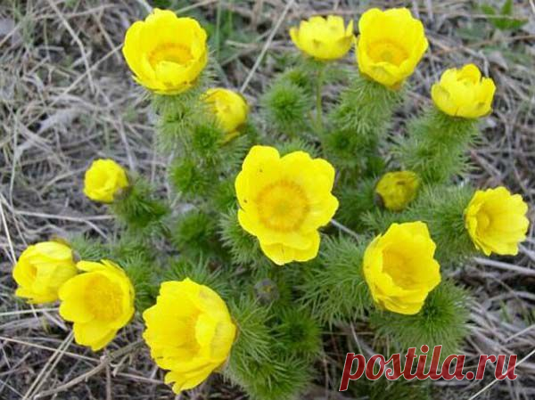 Приметы и традиции на Медуницу — 26 апреля — Народные приметы