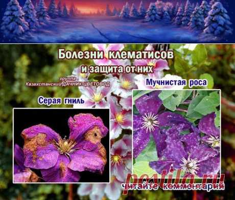 болезни клематиса