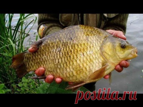 Ловля карася на камыш (Рыбалка без понтов)