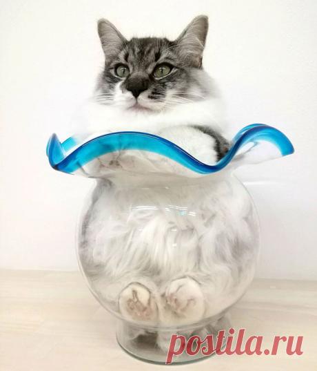 Фото, на которых коты "растаяли" | Мур ТВ