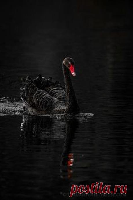 valentine graphic flower reflections - Google Search