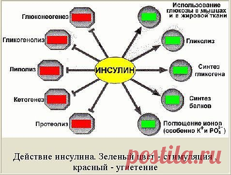 Инсулин / Спорт Сильных!