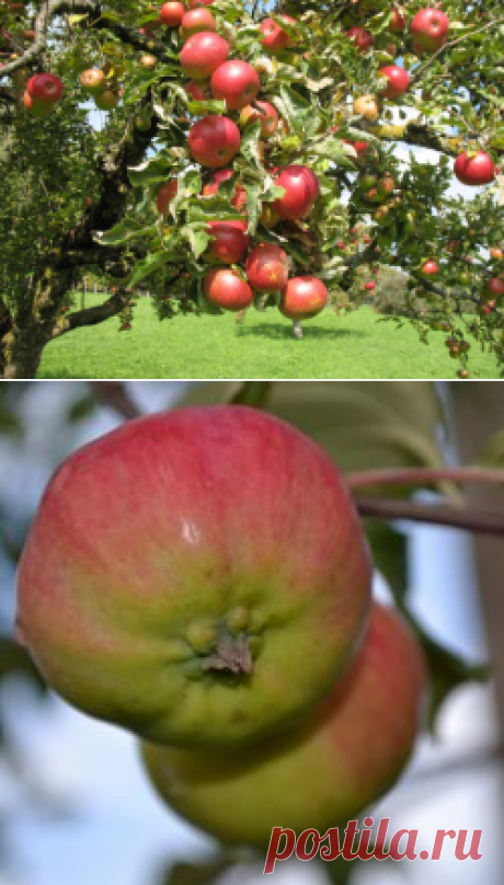 Лучшие сорта яблонь для различных регионов возделывания. Описание, фото - Ботаничка.ru