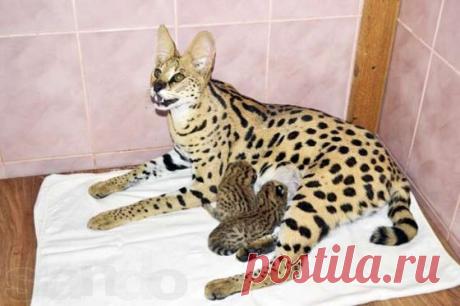 Редкие породы кошек в мире