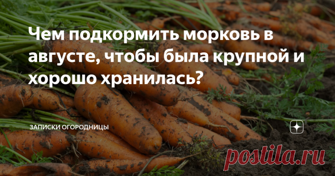 Чем подкормить морковь в августе, чтобы была крупной и хорошо хранилась?