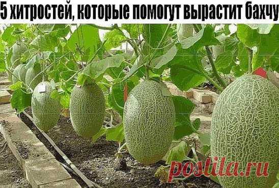 5 хитростей, которые помогут вырастит бахчу
Хитрость первая: двойное укрытие.
При таком способе арбузы и дыни высевают в открытый грунт на глубину 3-4 см: арбузы через 1,5–2 м друг от друга, дыни – через 1–1,2 м. В каждую кладу по 2–3 семени. Но делают это не в конце мая, как обычно рекомендуется, а в первой половине – тогда им хватит времени полностью вызреть. Кто-то скажет: так еще впереди полмесяца заморозков, всходы погибнут! А вот тут-то и главная хитрость – молодые растения надо укрыть.